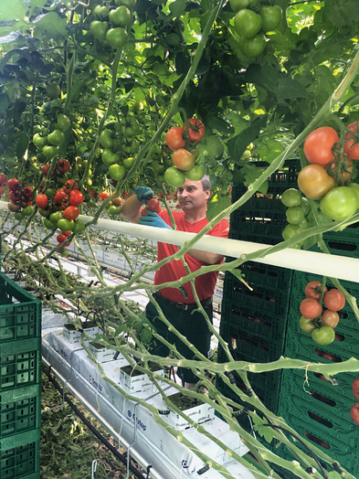 Das Ernten der Barther Strauchtomaten