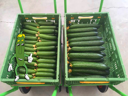 Die ersten Gurken sind da!