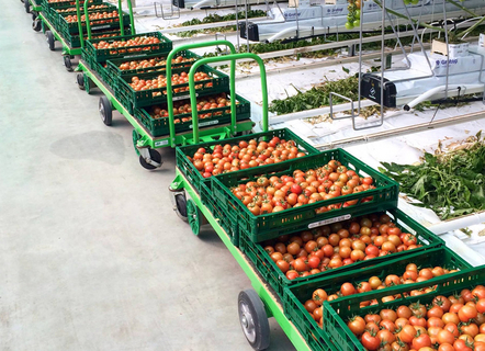 Die ersten Tomaten 2016