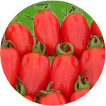 Barther Pflaumentomaten