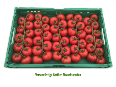 Die Barther Strauchtomaten