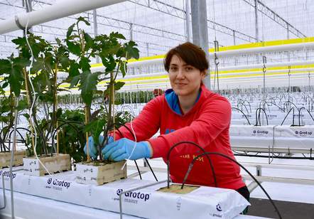 Die jungen Tomatenpflanzen werden mit Wasser versorgt.