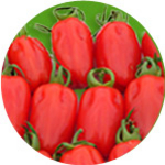 Barther Pflaumentomaten